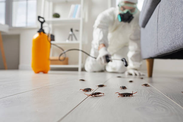 Commercial Kitchen Cockroach Control in North Hobbs